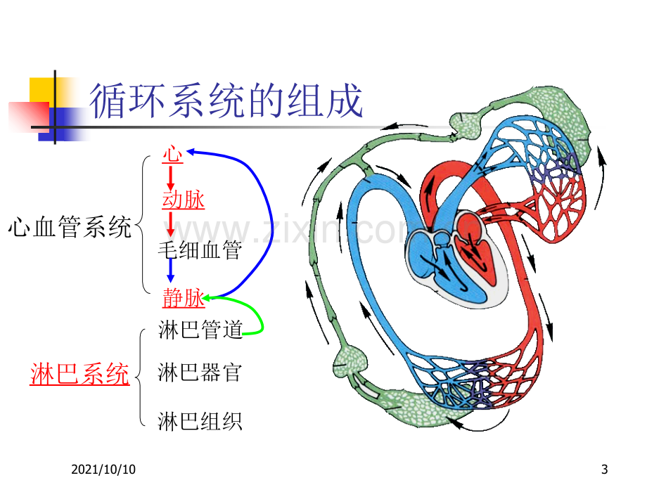 人体解剖学-循环系统-多动图.ppt_第3页