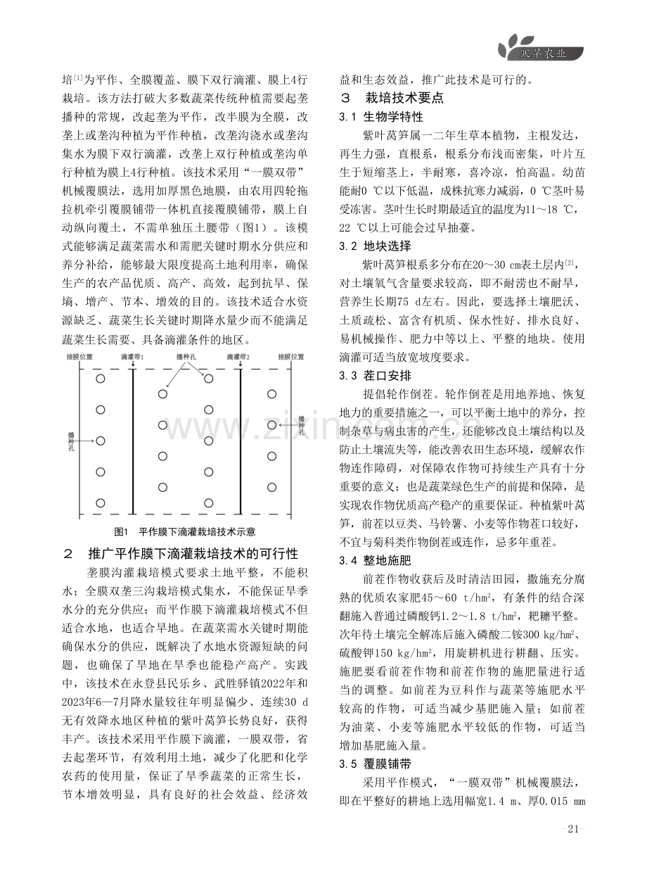 旱地紫叶莴笋平作膜下滴灌栽培技术.pdf_第2页