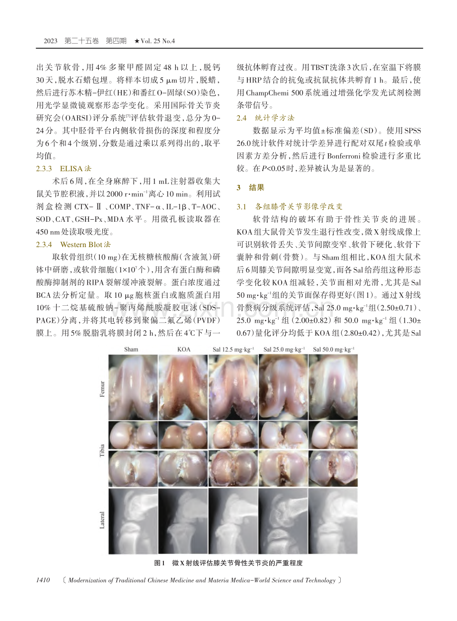 红景天苷通过激活Nrf2_HO-1通路减轻KOA大鼠软骨退变的作用机制研究.pdf_第3页