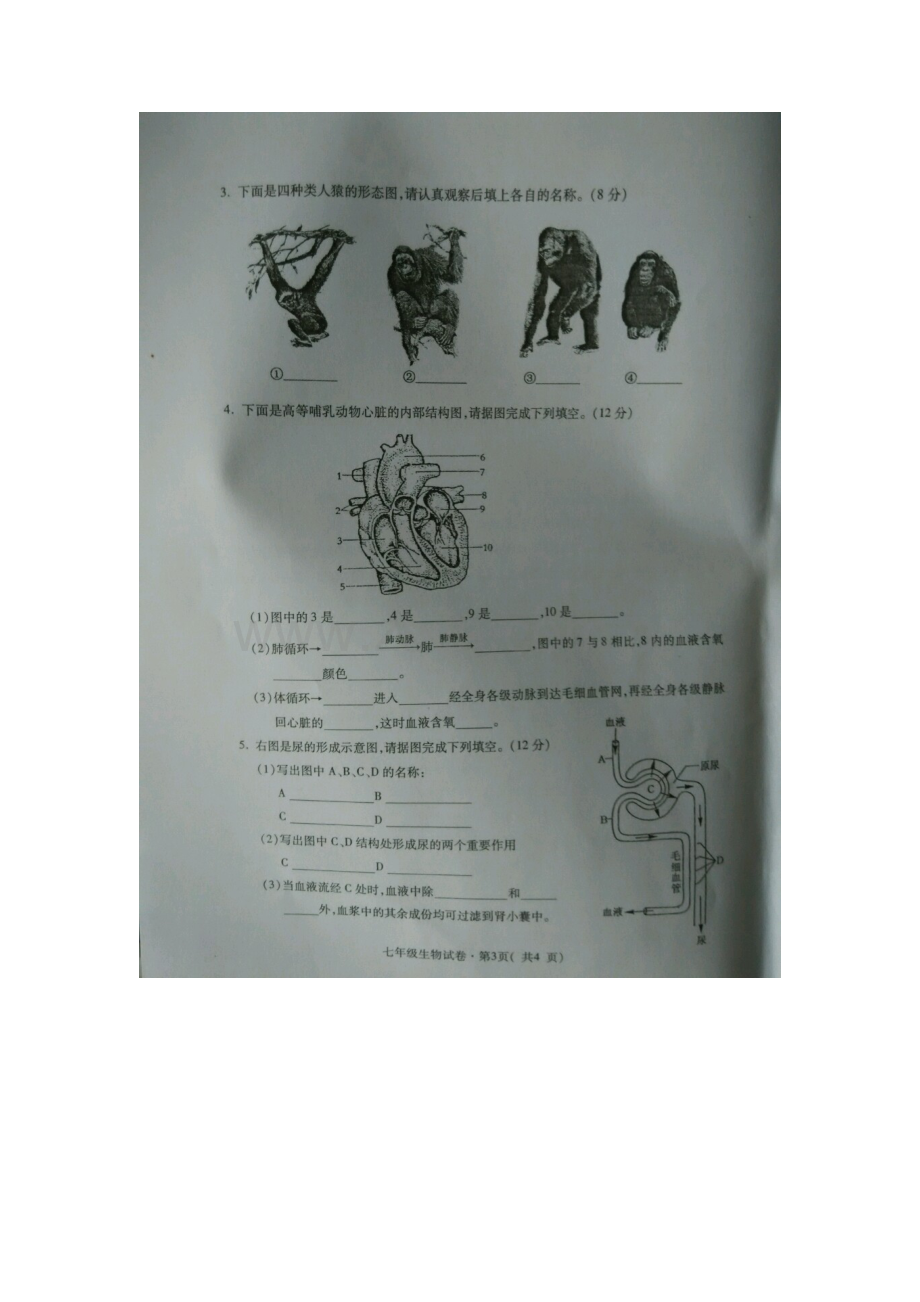 青海省省西宁市2015-2016学年七年级生物下册期末考试题.doc_第3页