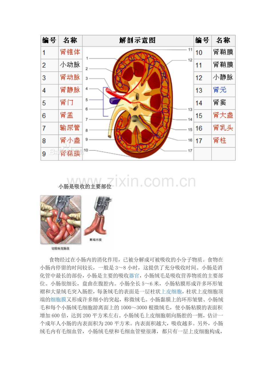 水在人体内的流程.doc_第3页