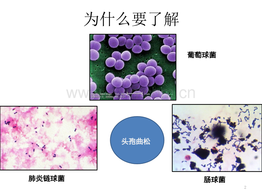 细菌分类与药敏解读.pptx_第2页