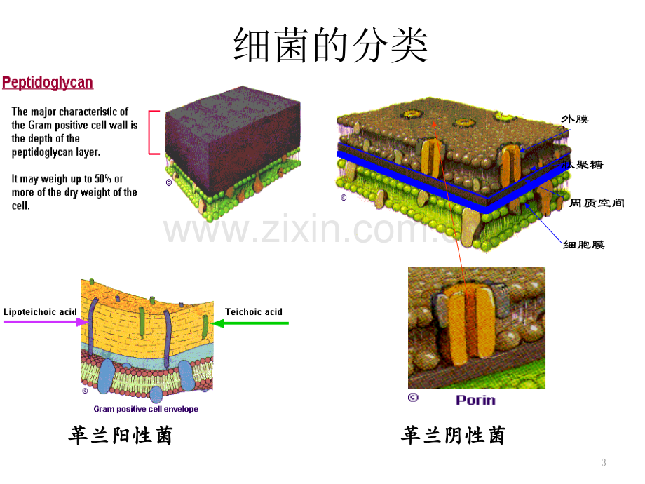 细菌分类与药敏解读.pptx_第3页