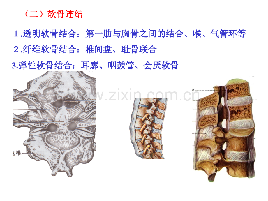 运动解剖学(关节).ppt_第2页