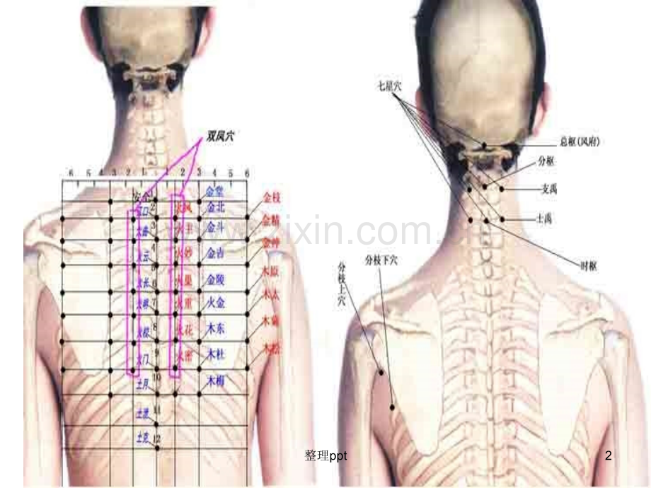 《董氏针灸穴位》.ppt_第2页