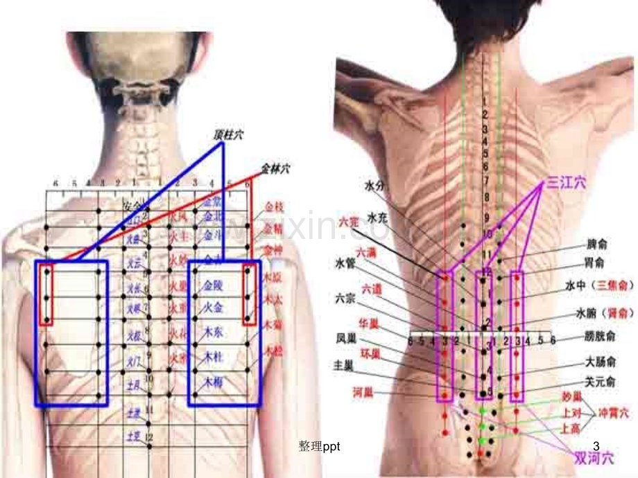《董氏针灸穴位》.ppt_第3页