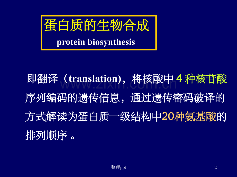 《蛋白质合成》.ppt_第2页