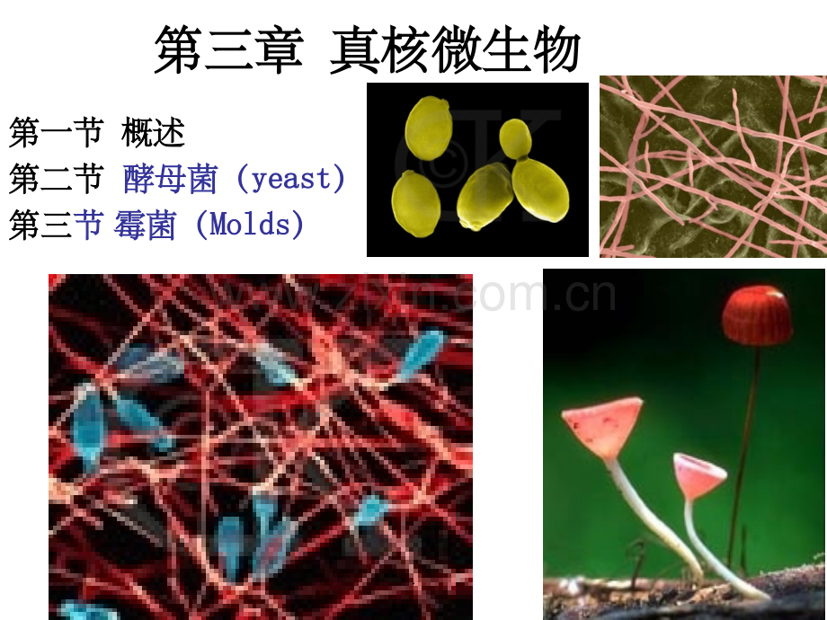 第3章-微生物学(周德庆)真核生物.ppt_第1页