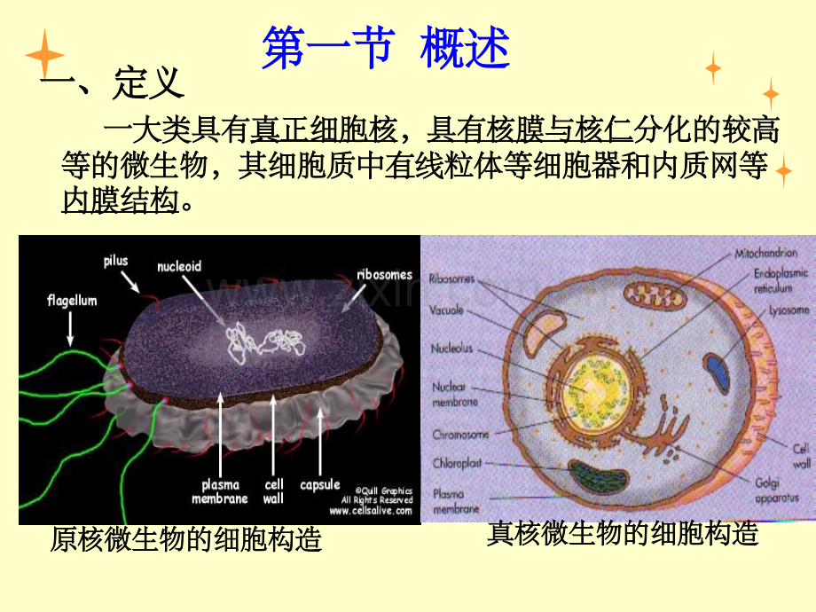 第3章-微生物学(周德庆)真核生物.ppt_第2页