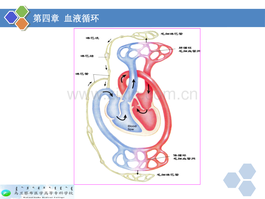 生理学--第四章-血液循环.ppt_第3页