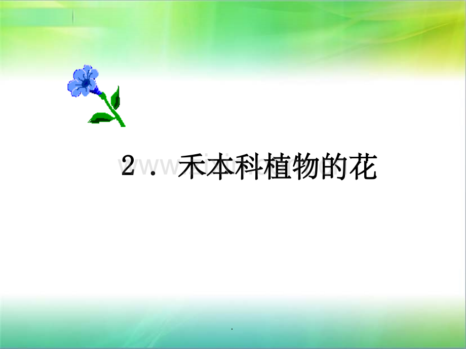 禾本科植物的花.ppt_第1页