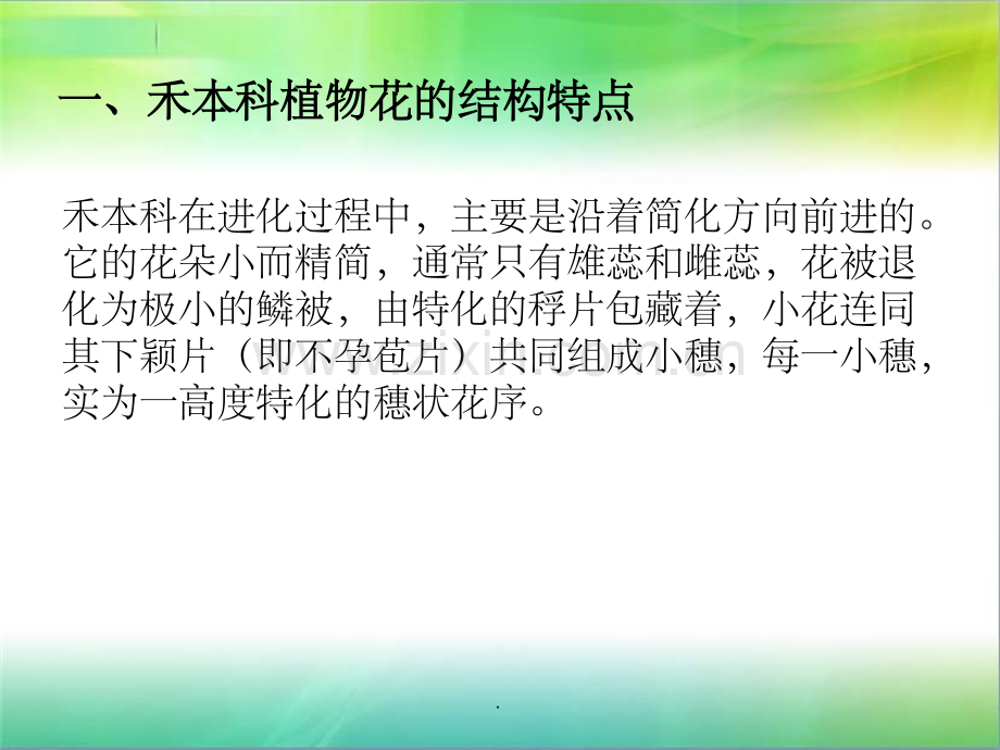 禾本科植物的花.ppt_第3页