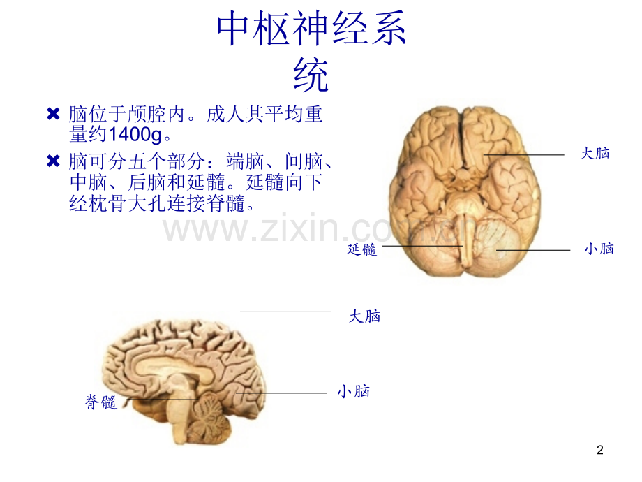 偏瘫并发症的处理.ppt_第2页