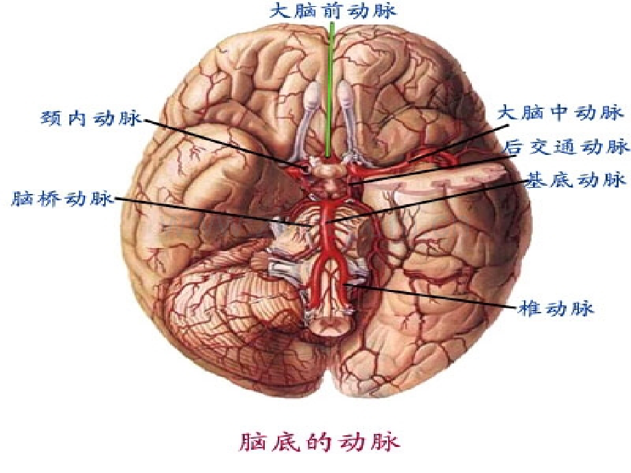 偏瘫并发症的处理.ppt_第3页