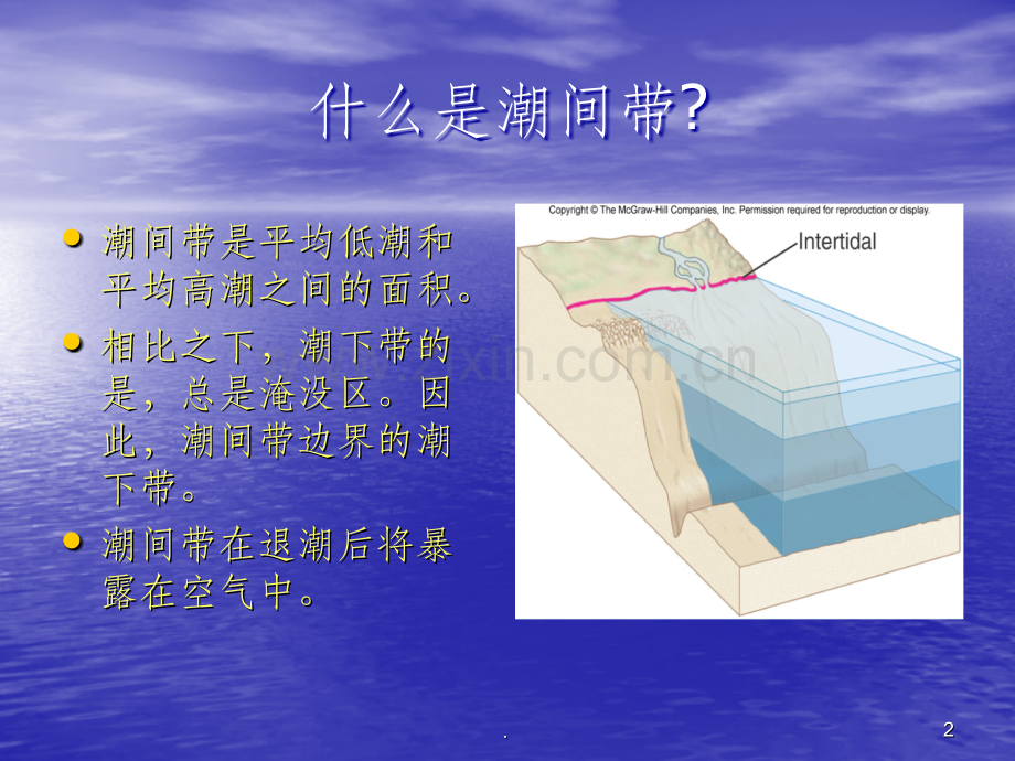 第7章潮间带生物.ppt_第2页