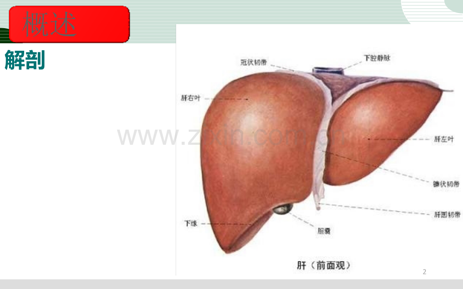 肝癌预防与知识讲座.ppt_第2页