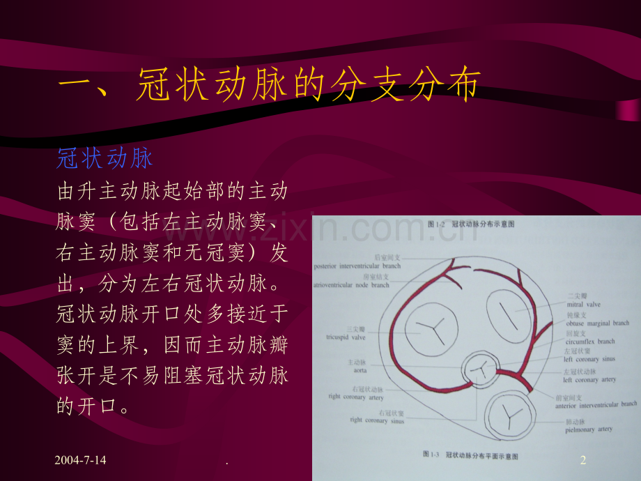 冠状动脉的解剖及CT表现.ppt_第2页