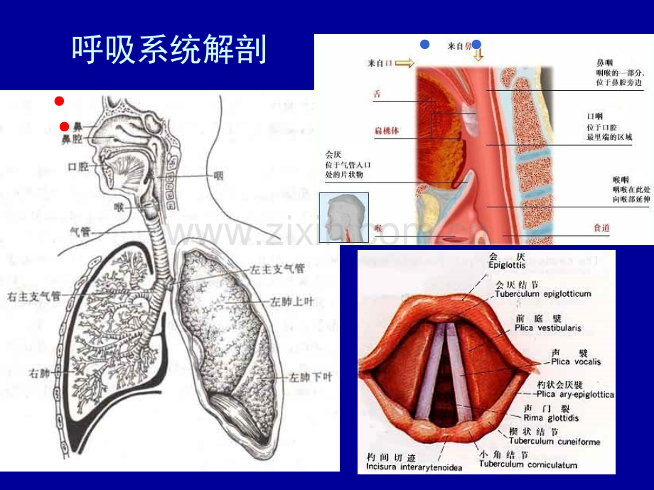 急性呼吸衰竭课件.ppt_第2页