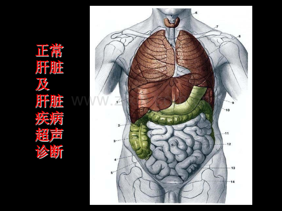 肝脏超声诊断.ppt_第1页