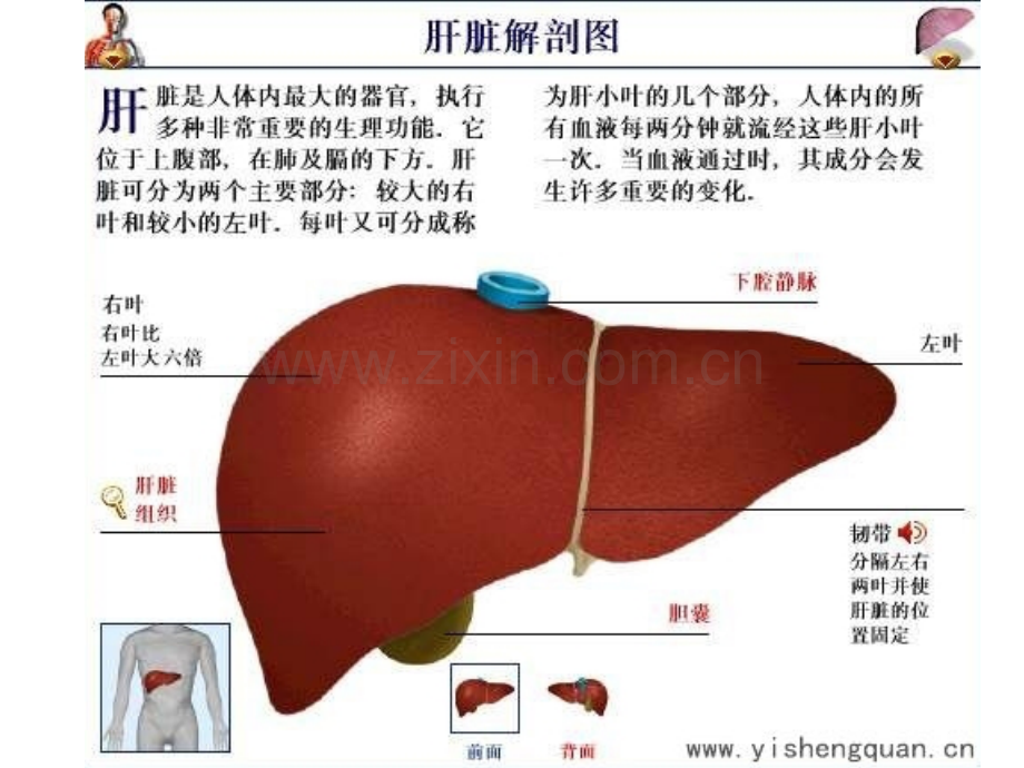 肝脏超声诊断.ppt_第3页