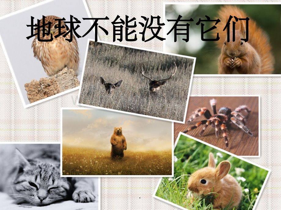 《保护动物》.ppt_第2页