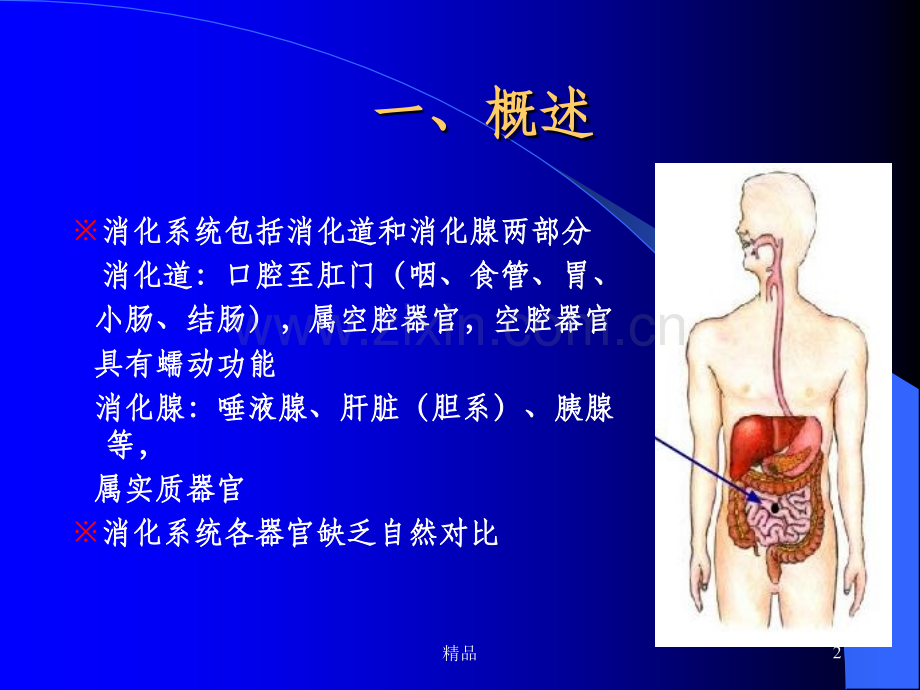 消化系统影像学表现.ppt_第2页