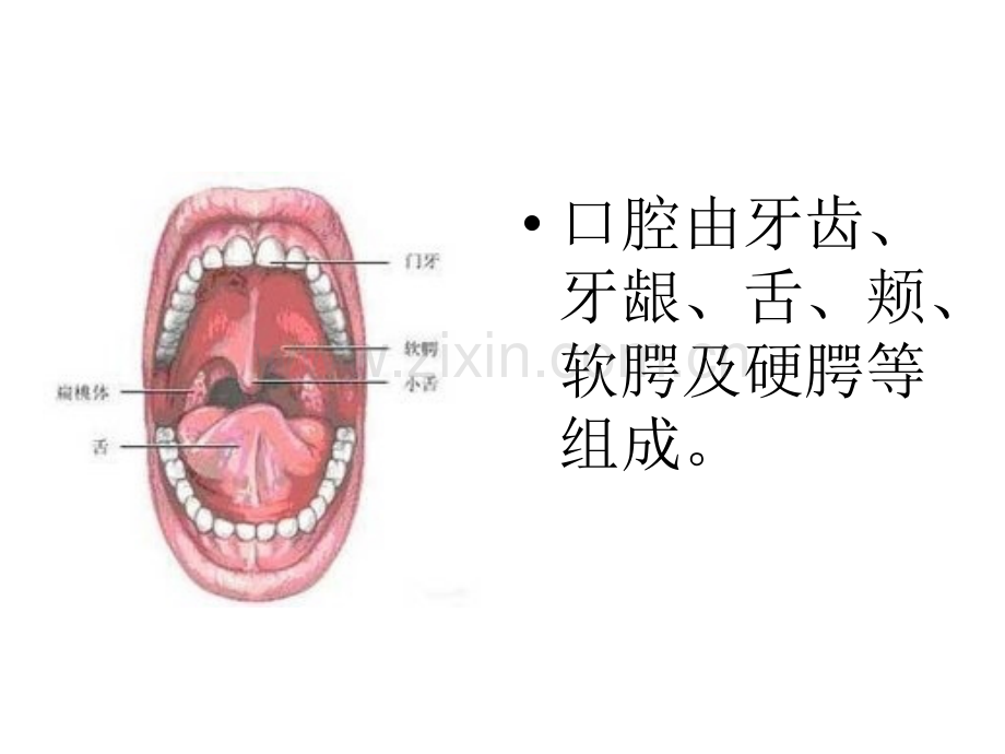 口腔护理技术.ppt_第3页