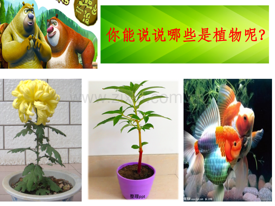 一年级科学观察一棵植物.ppt_第3页