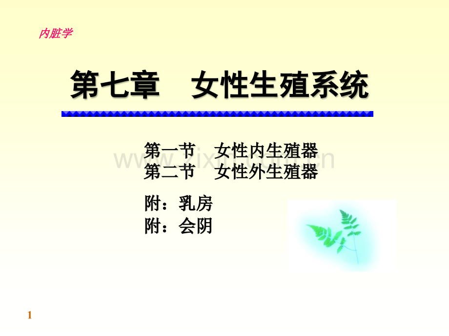 解剖学女性生殖系统PPT医学.ppt_第1页