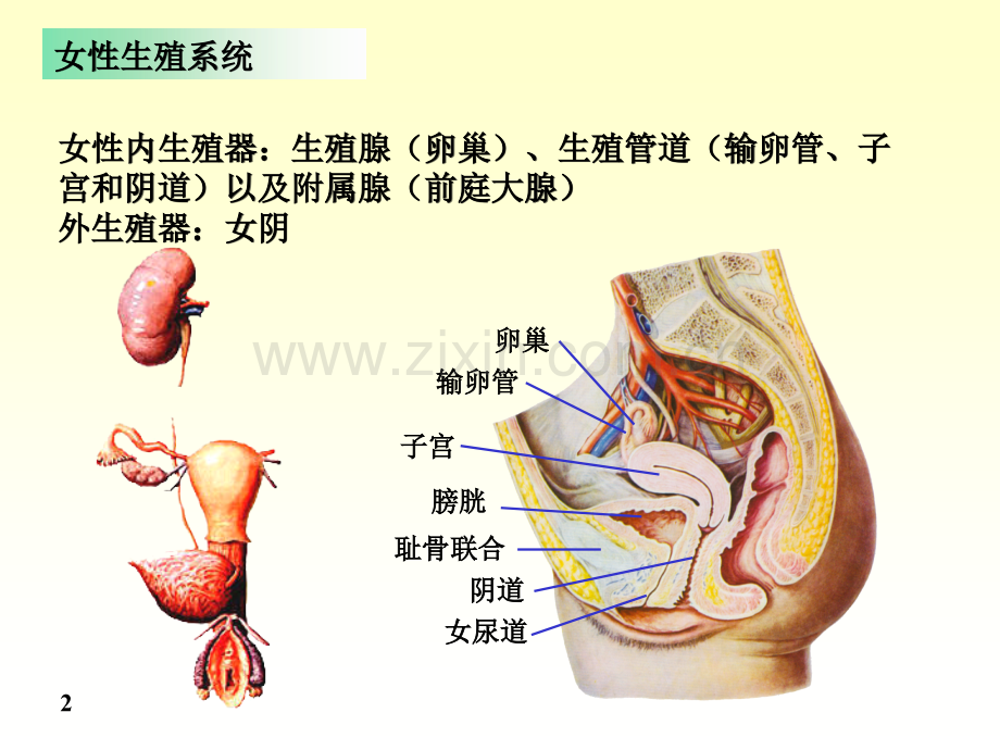 解剖学女性生殖系统PPT医学.ppt_第2页