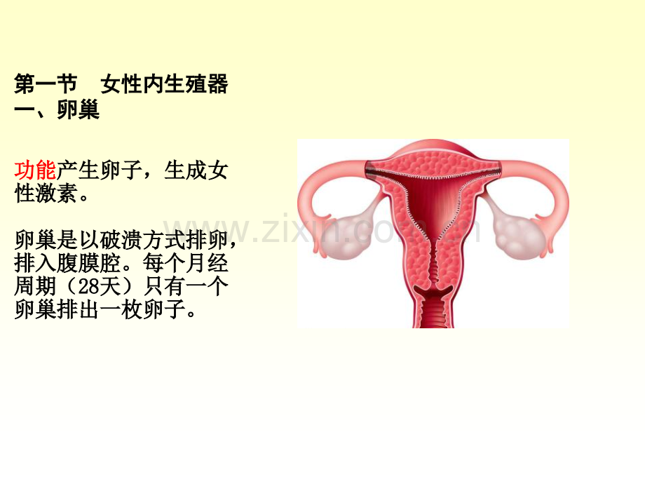 解剖学女性生殖系统PPT医学.ppt_第3页