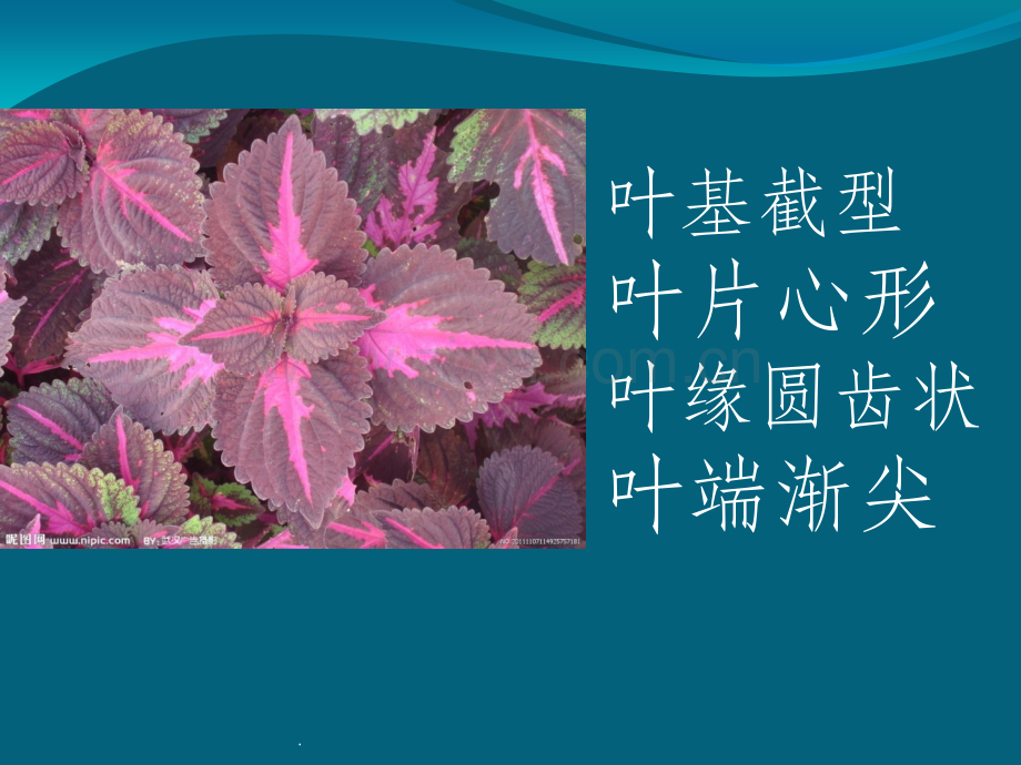 药用植物学——叶.ppt_第2页