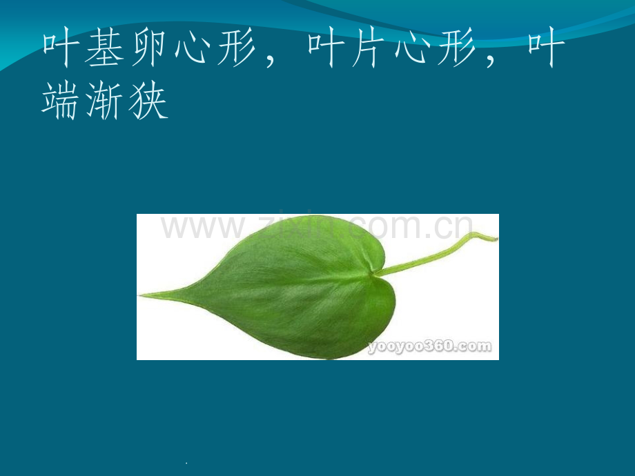 药用植物学——叶.ppt_第3页