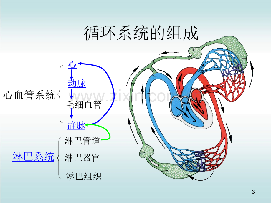 人体解剖生理循环系统.ppt_第3页