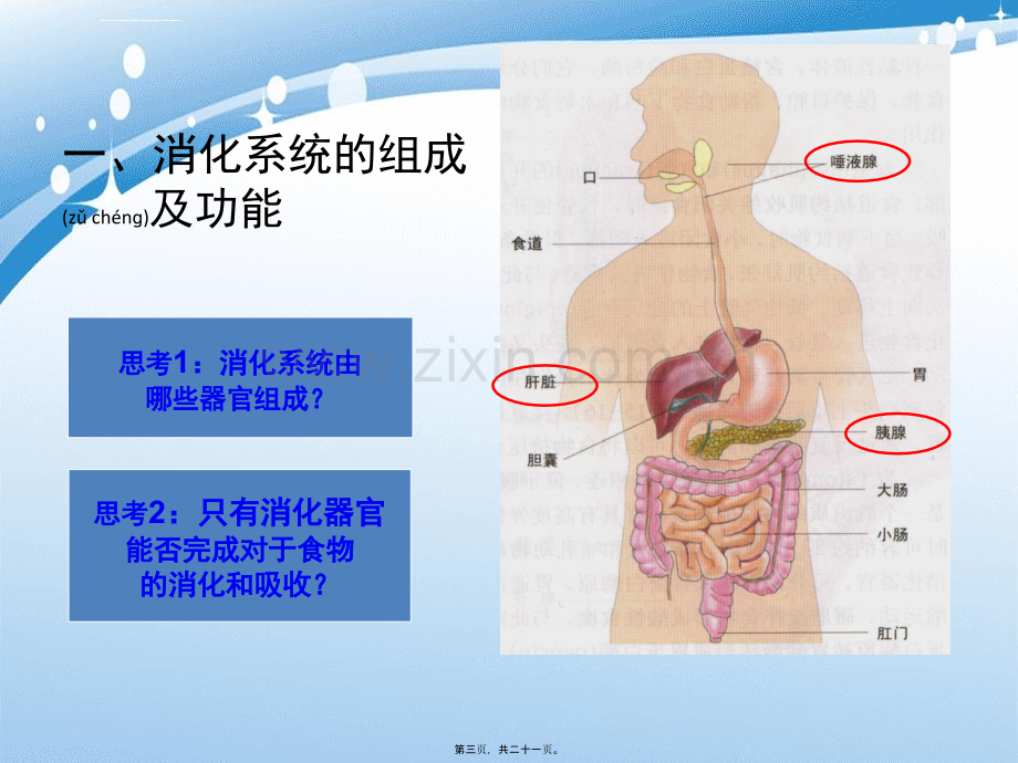 第2节-食物的消化和营养物质的吸收-第1课时.ppt_第3页