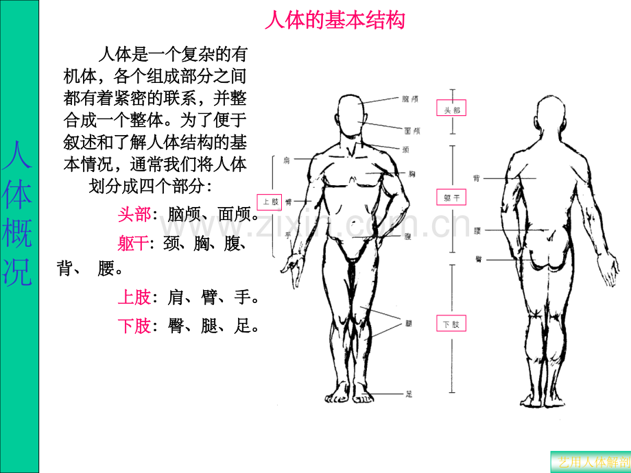 解剖透视复习题.ppt_第2页