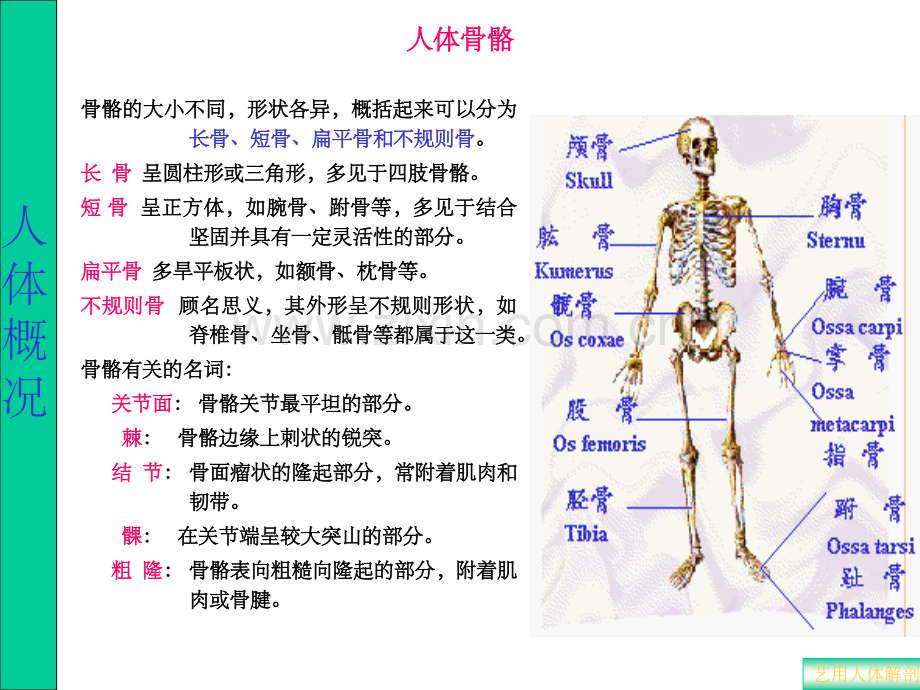 解剖透视复习题.ppt_第3页