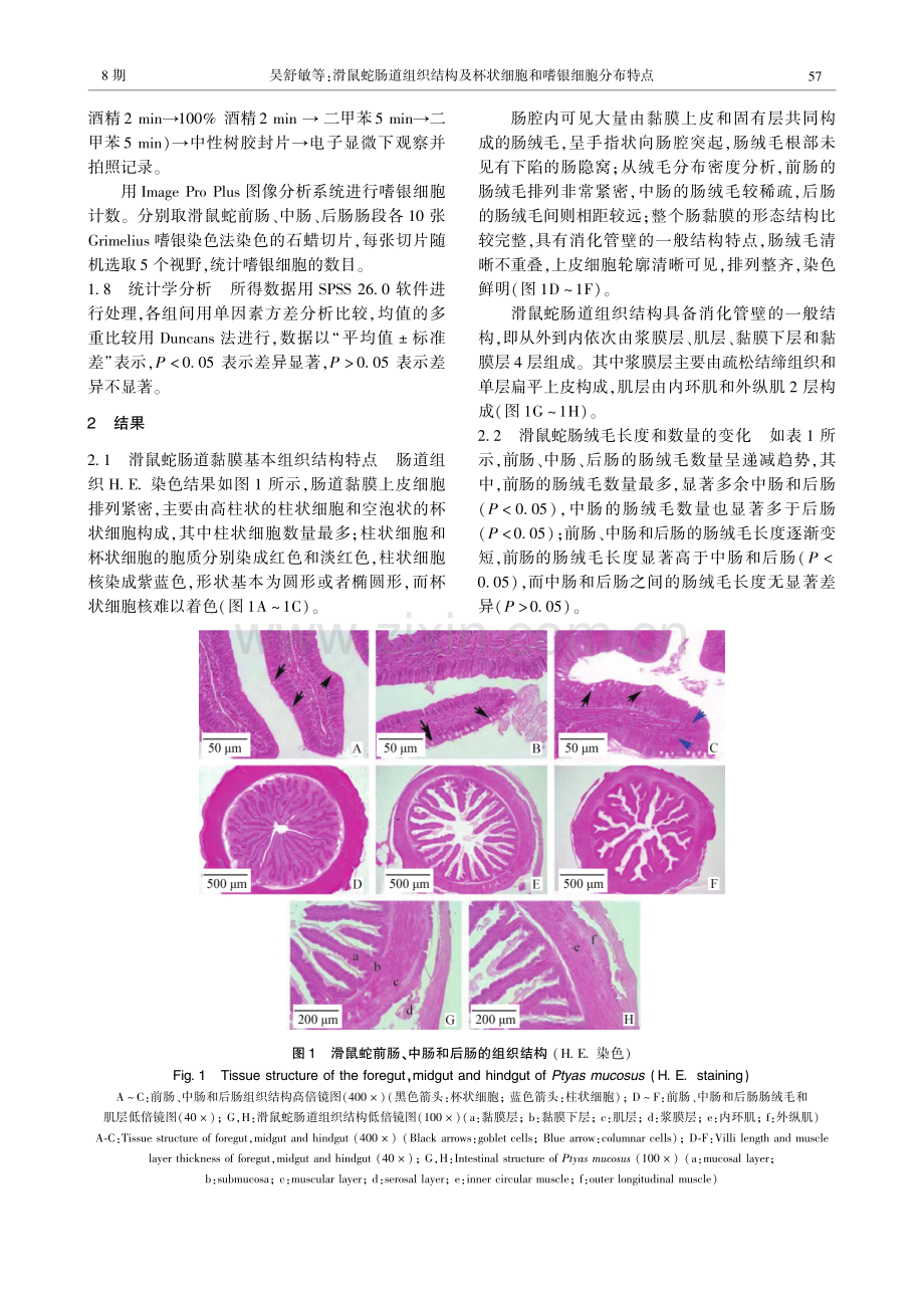 滑鼠蛇肠道组织结构及杯状细胞和嗜银细胞分布特点.pdf_第3页