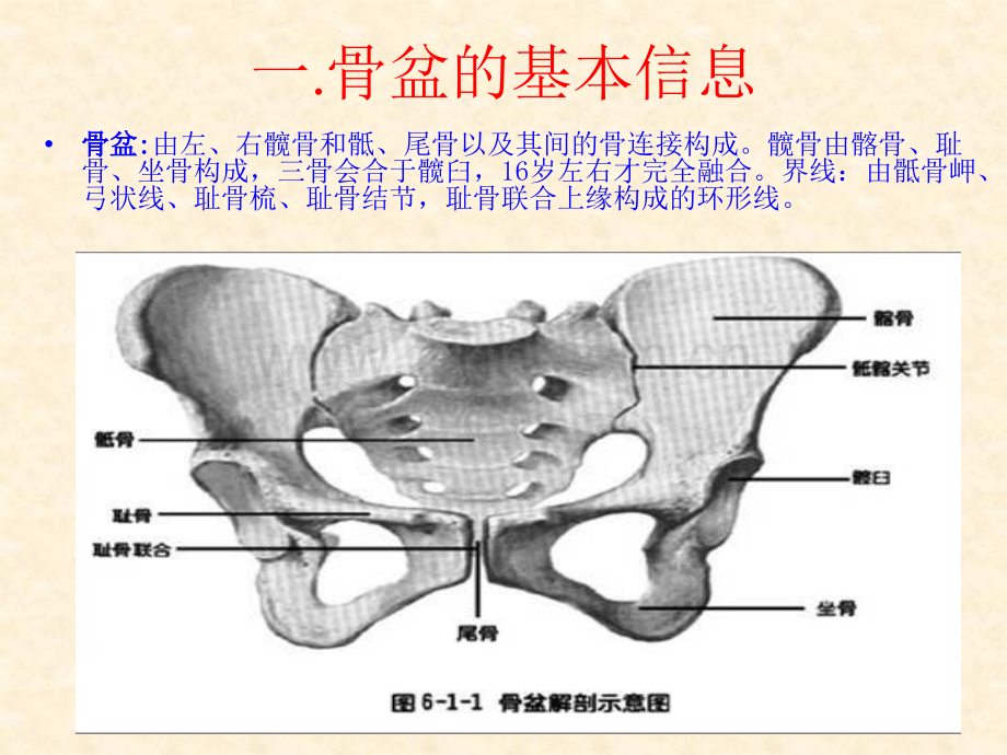 骨盆重要性.ppt_第2页