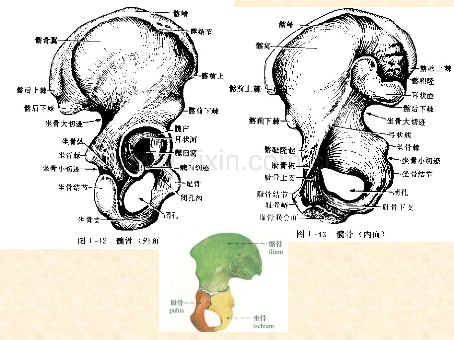 骨盆重要性.ppt_第3页