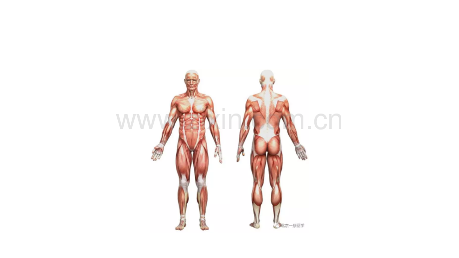 医学-肌肉解剖.pptx_第2页