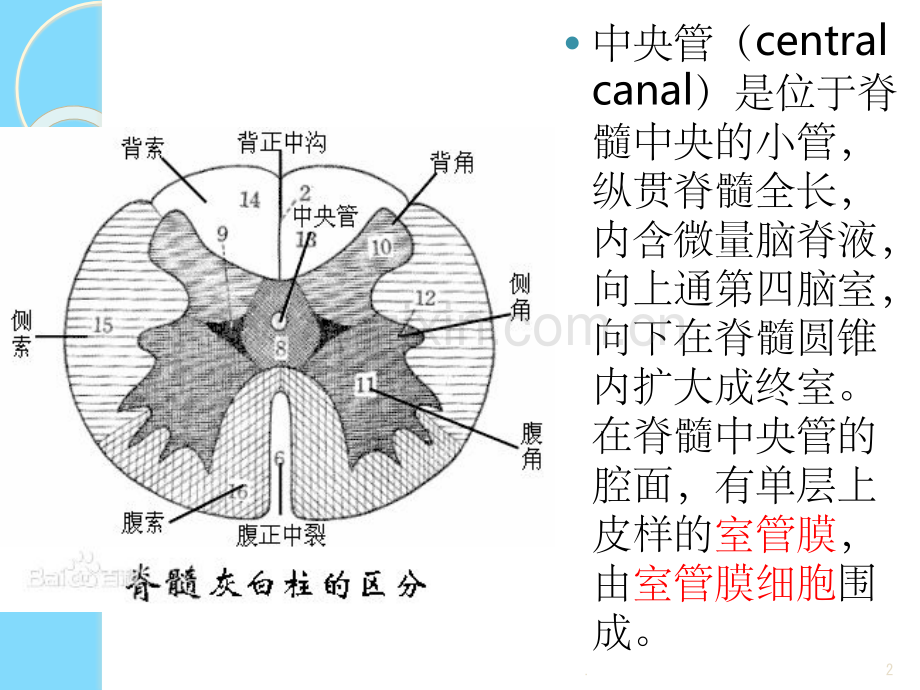 脊髓空洞症与中央管扩张.ppt_第2页