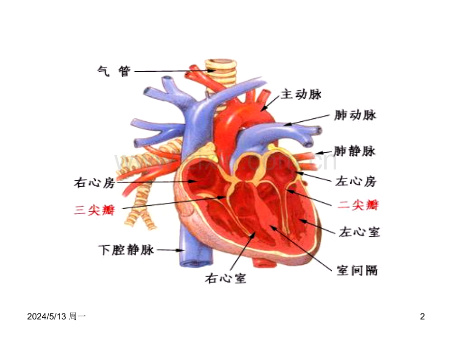 兽医内科学心血管系统疾病.ppt_第2页