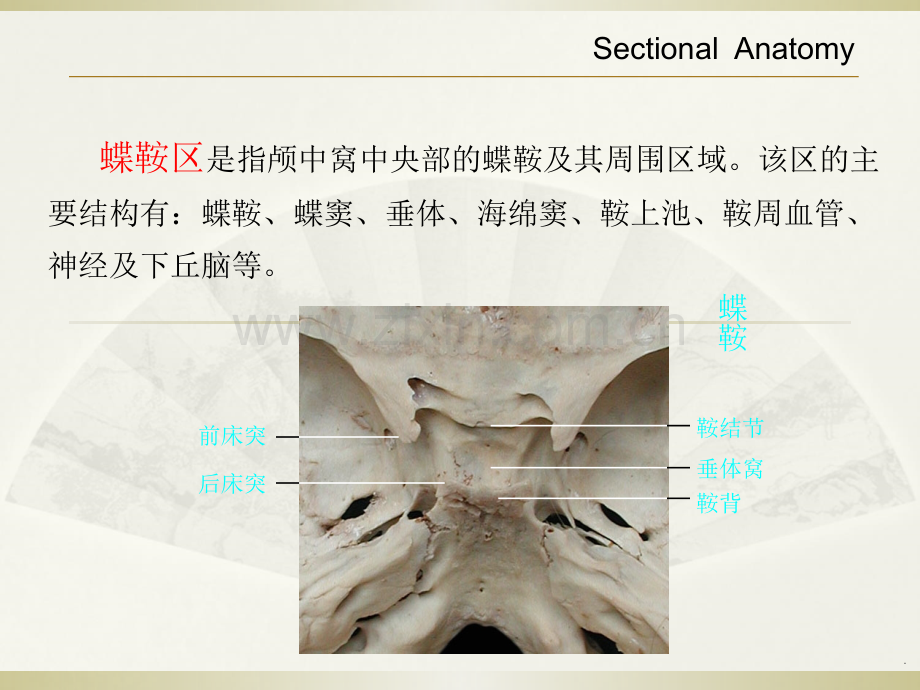 蝶鞍区解剖.ppt_第3页