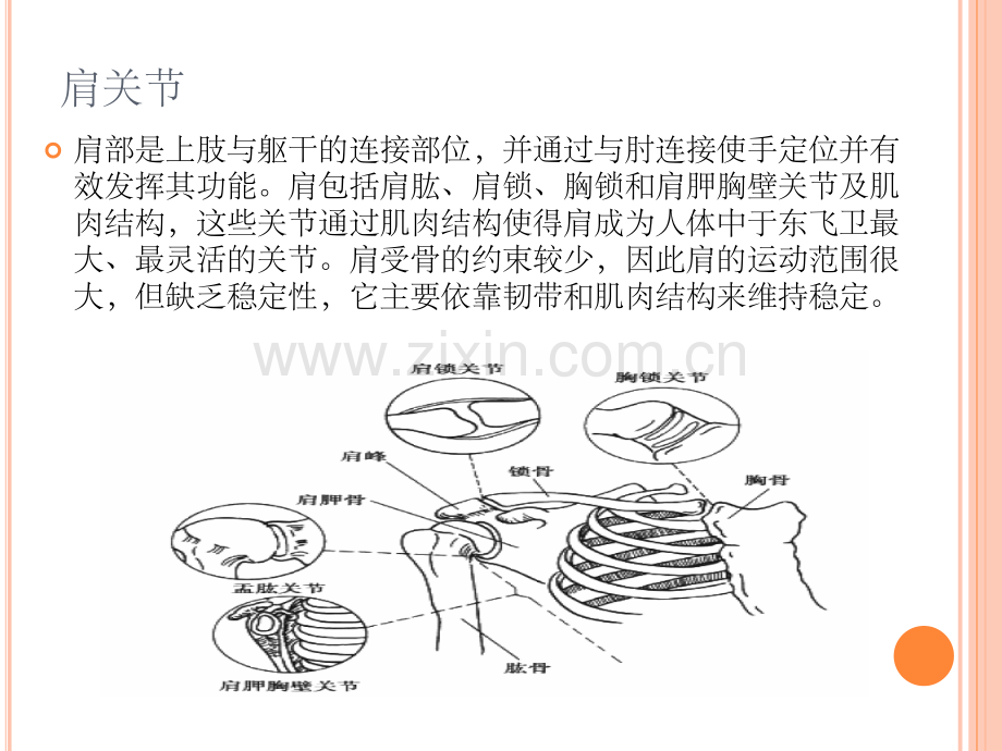 简要肩关节功能解剖.ppt_第2页