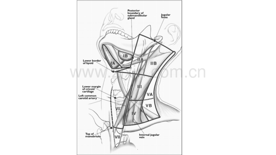 颈部的三角及淋巴结.ppt_第2页