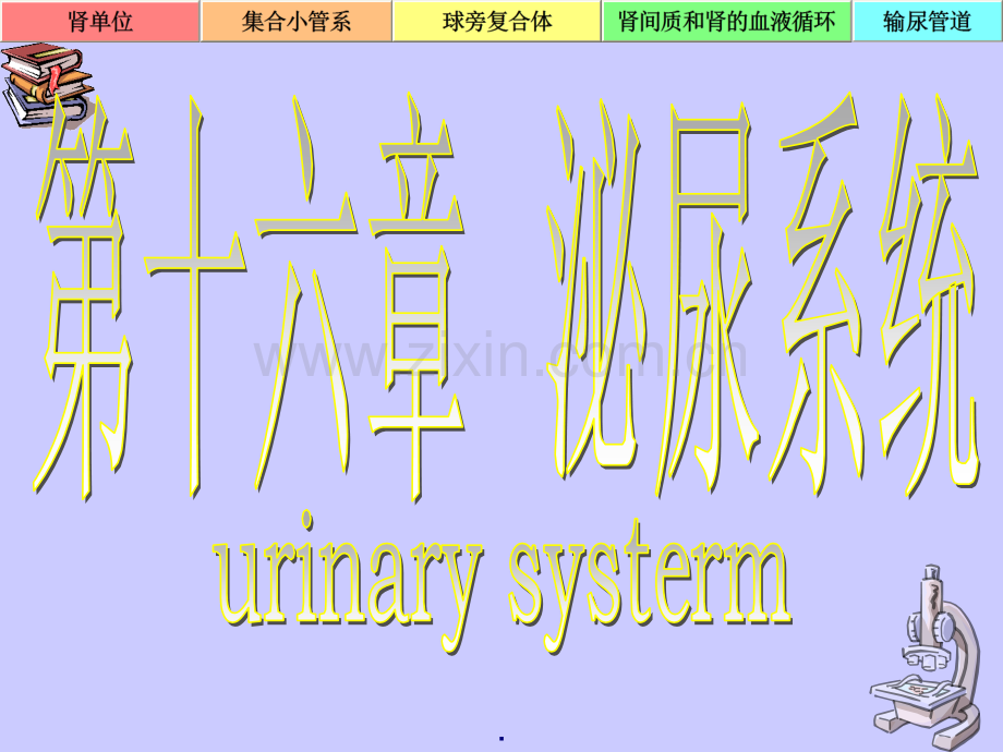 泌尿系生理功能.ppt_第2页