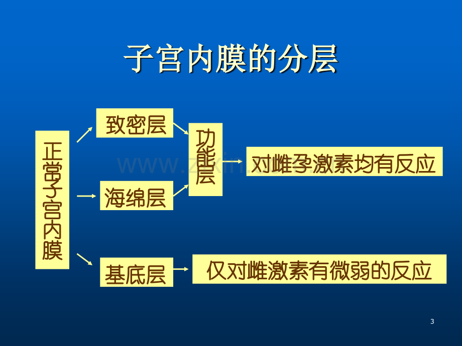 正常子宫内膜.ppt_第3页