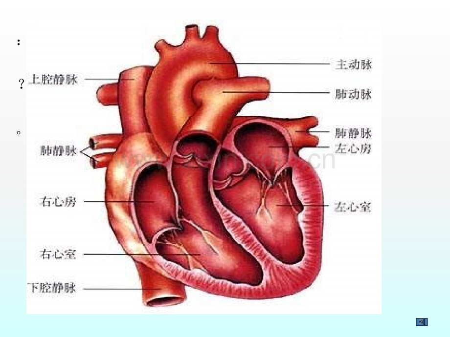 八年级生物心脏与血液循环.ppt_第2页