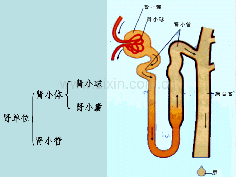 肾小管集合管重吸收过程示意.ppt_第1页